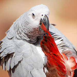 Preventing Unhealthy Feather Plucking In Birds